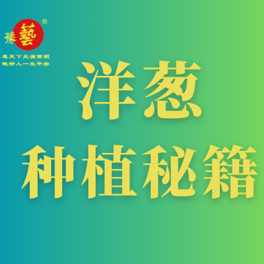 洋蔥種植秘籍：掌握這八點，種出優(yōu)質(zhì)洋蔥！